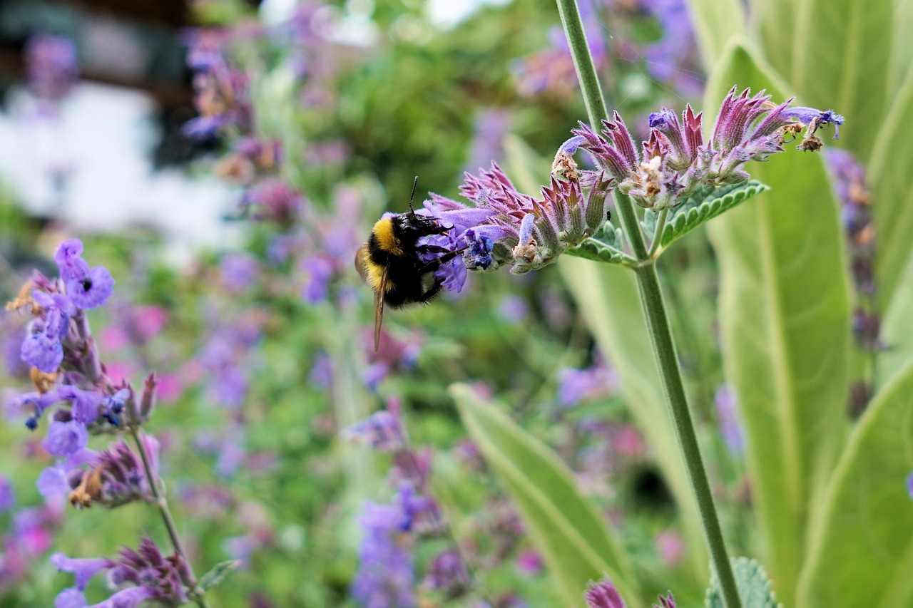 Image - hummel insect blossom bloom nature