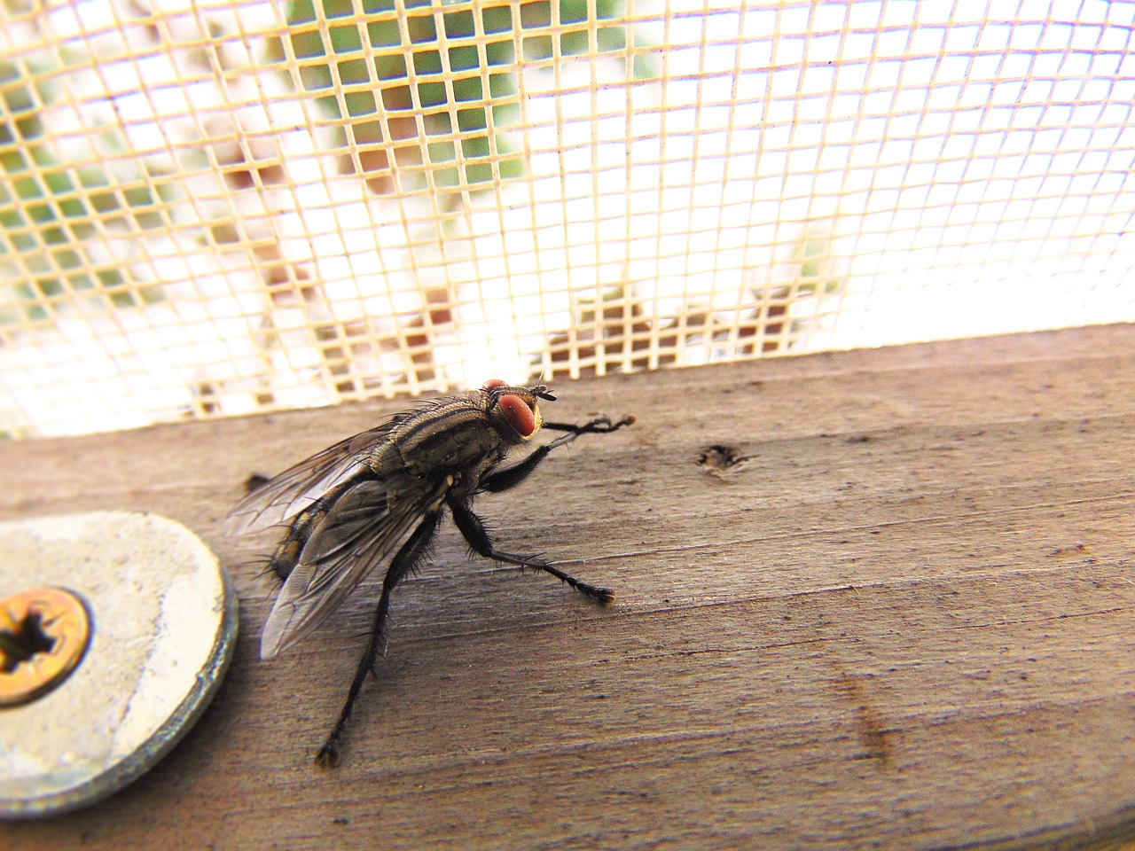 Image - fly nature housefly macro