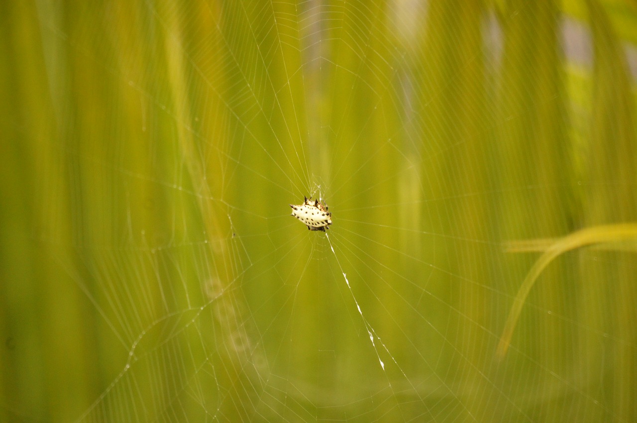 Image - insects salento quindio colombia