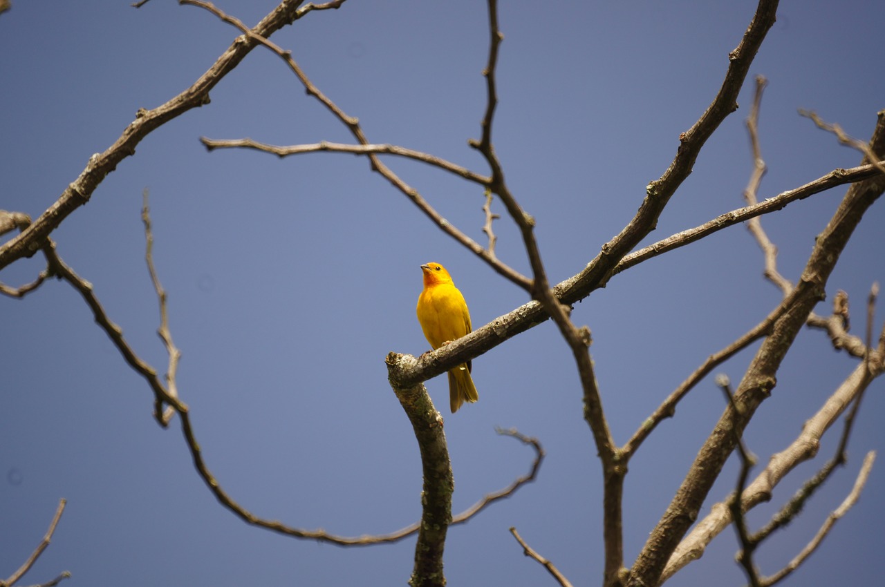 Image - nature birds barcelona quindio