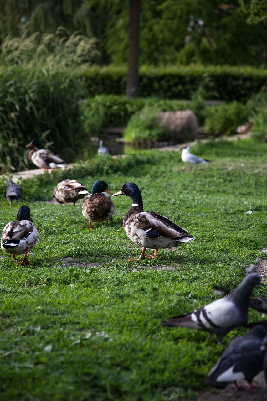 Image - ducks park duck nature water pond