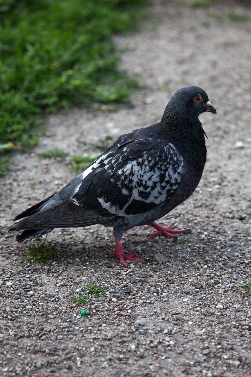 Image - pigeon city grass bird nature