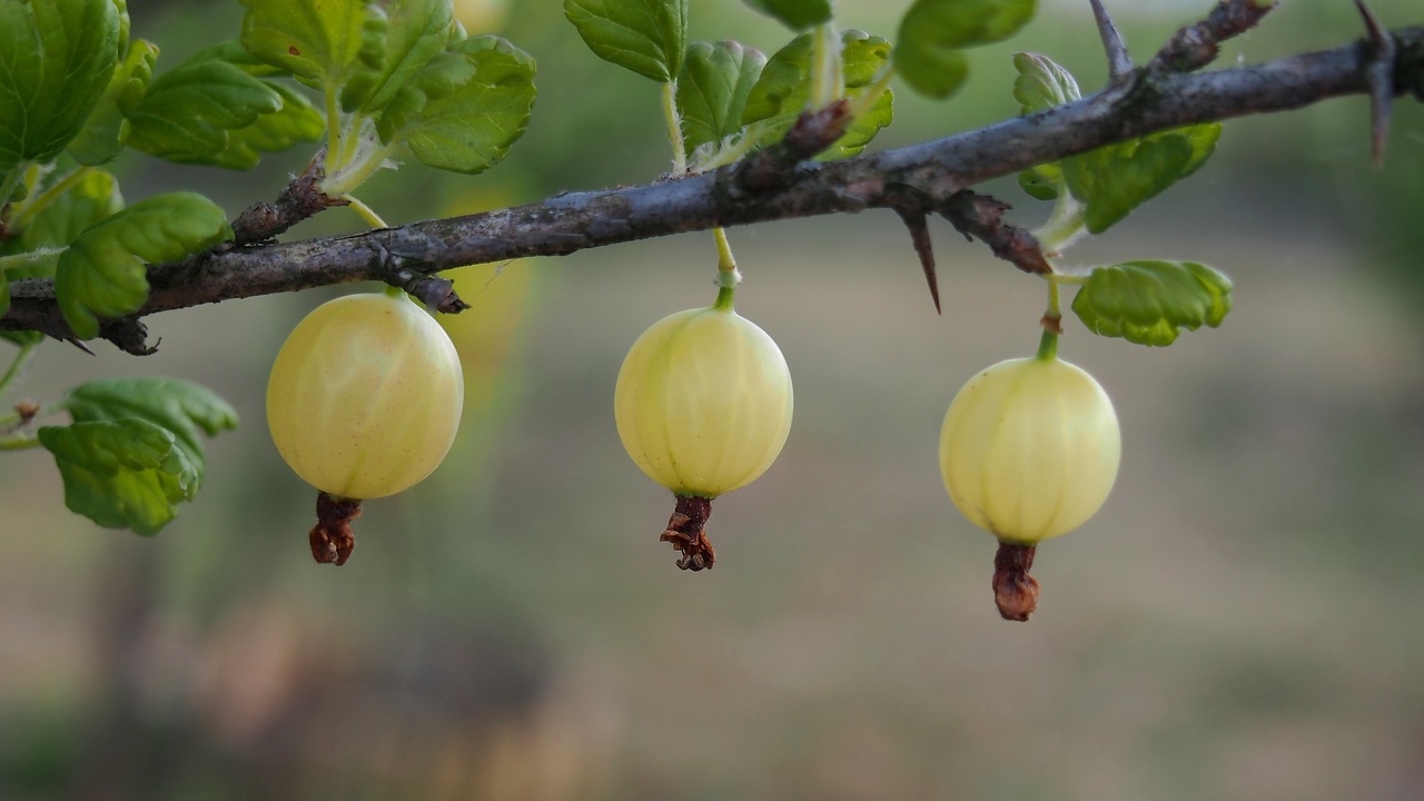 Image - gooseberry fruit green sprig sad