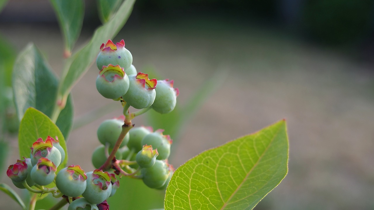 Image - bilberry fruit jagoda nature