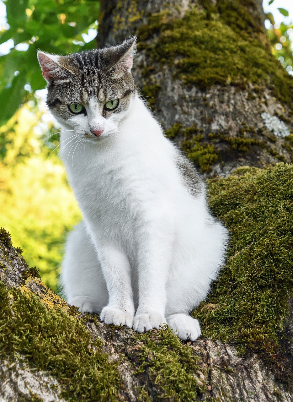 Image - cat tree green