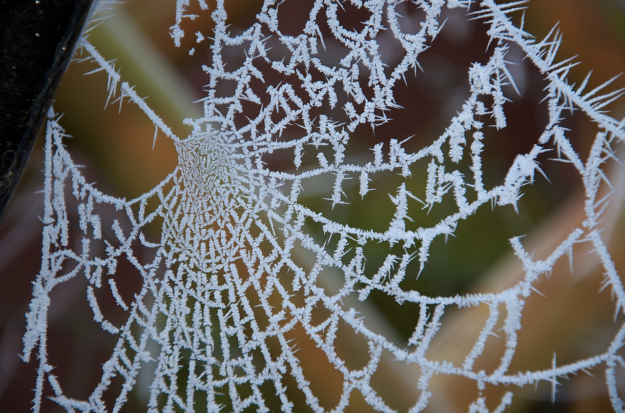 Image - frosty web spider web