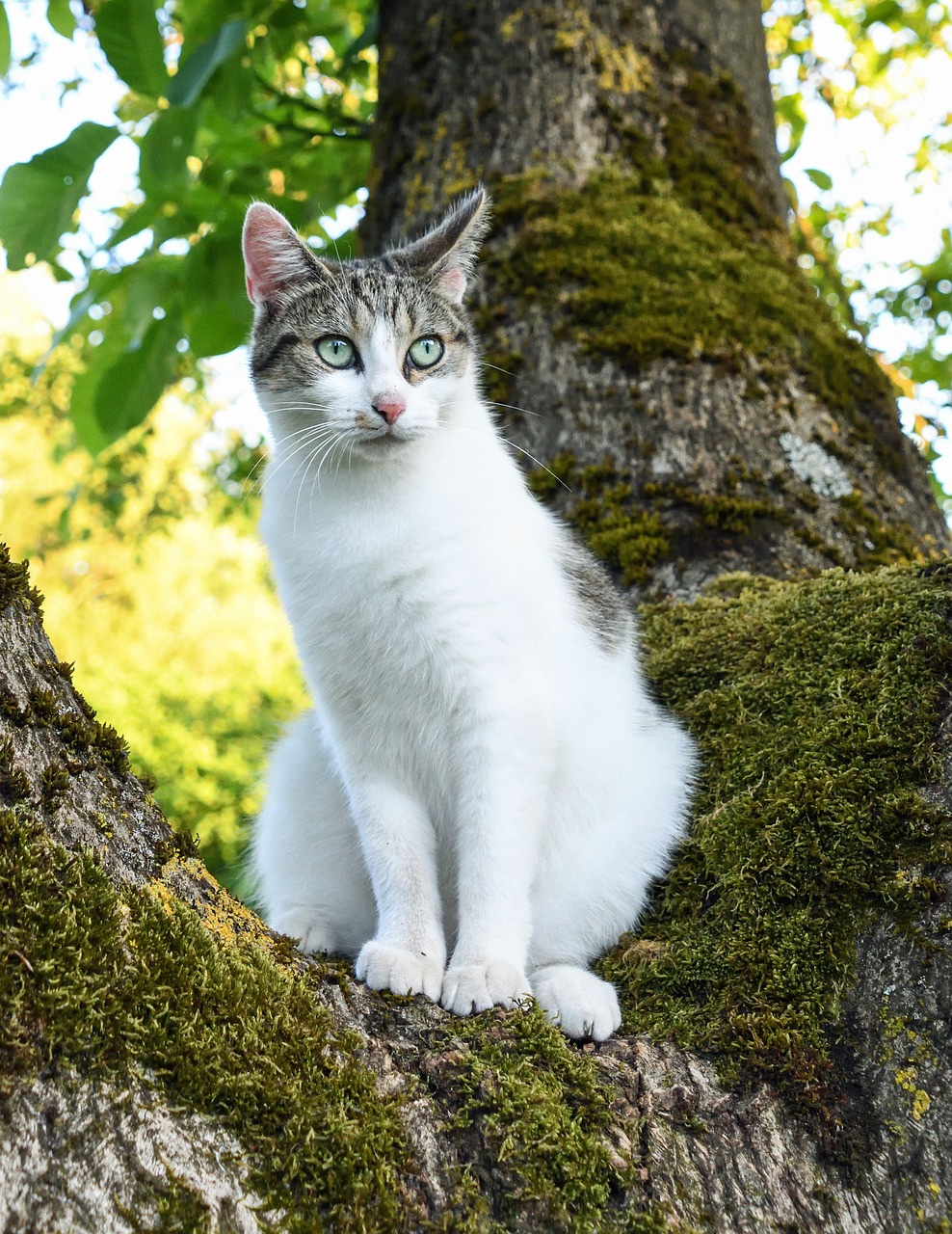 Image - cat tree green light