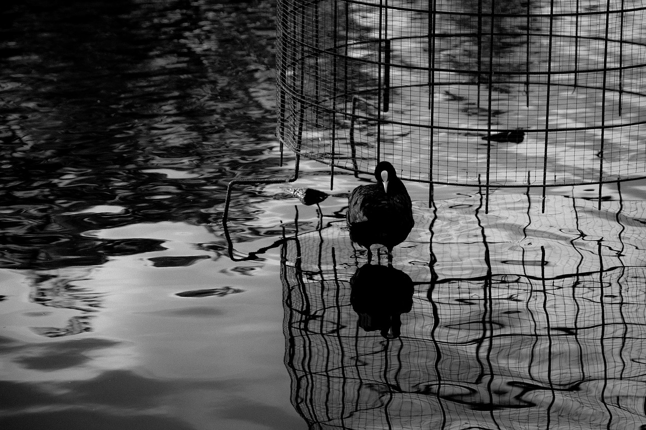 Image - bird reflection black and white bw