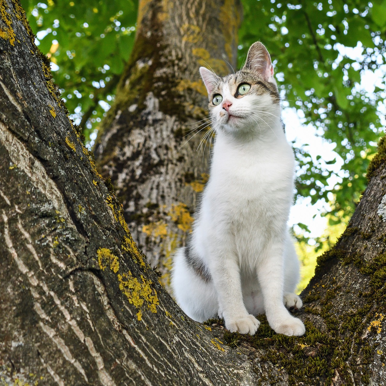 Image - cat tree green light