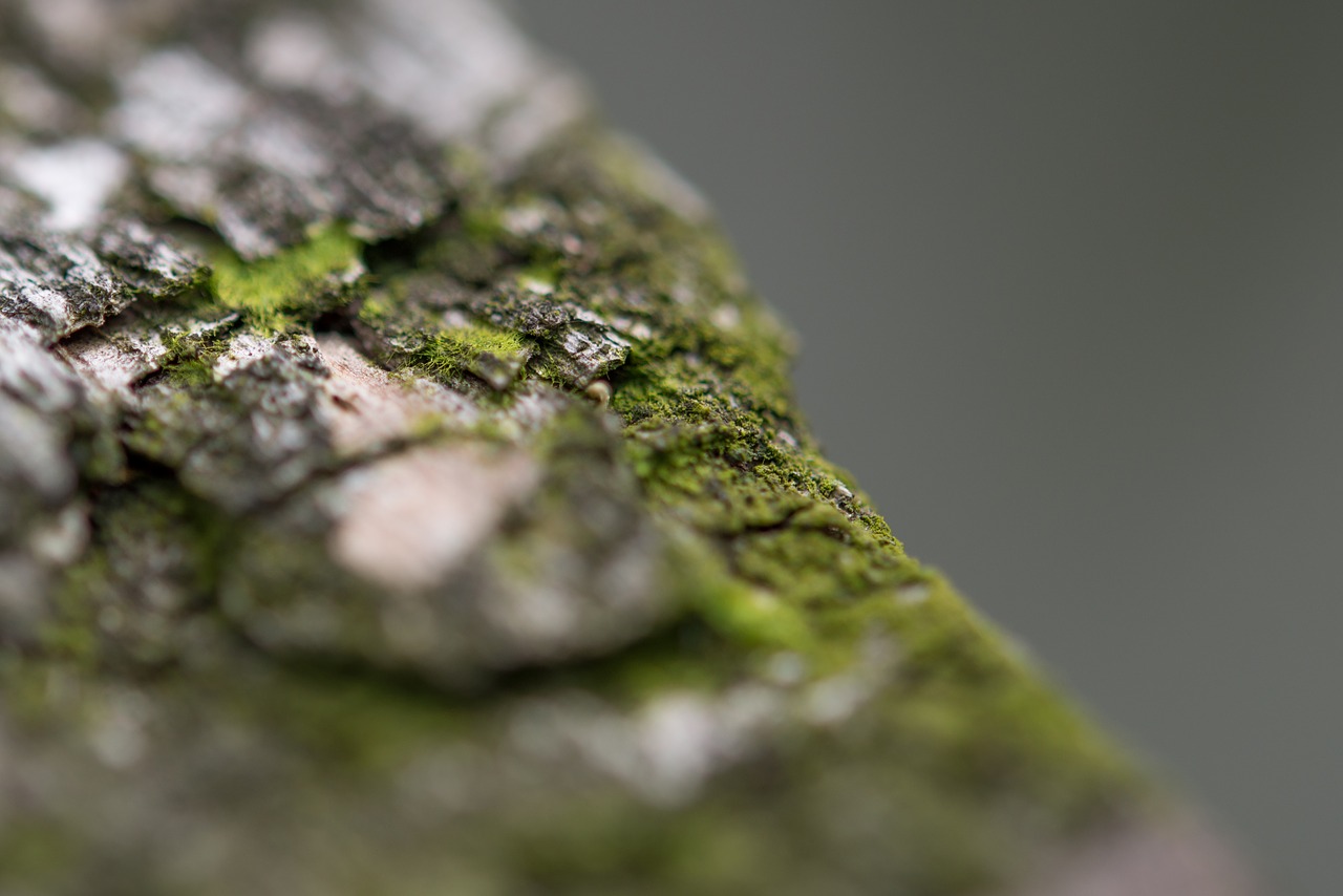 Image - wood close up macro aperture