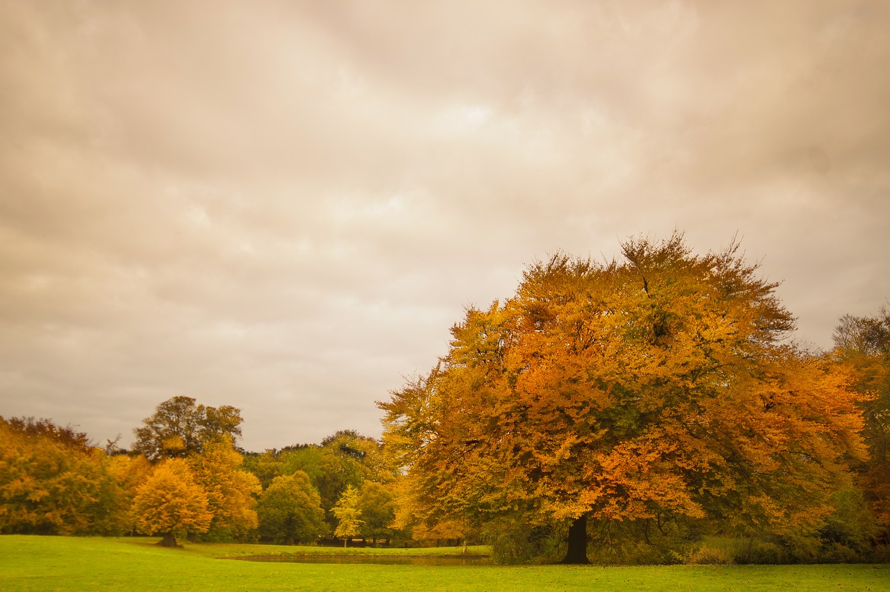 Image - park foliage trees autumn fall