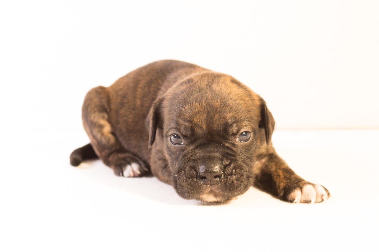 Image - puppy dog pet cute brown sitting