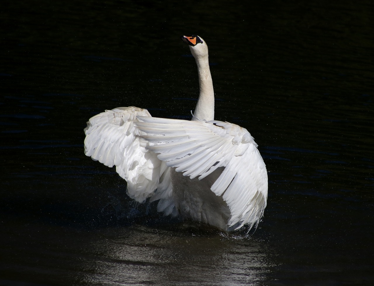 Image - swan mute swan bird feathers