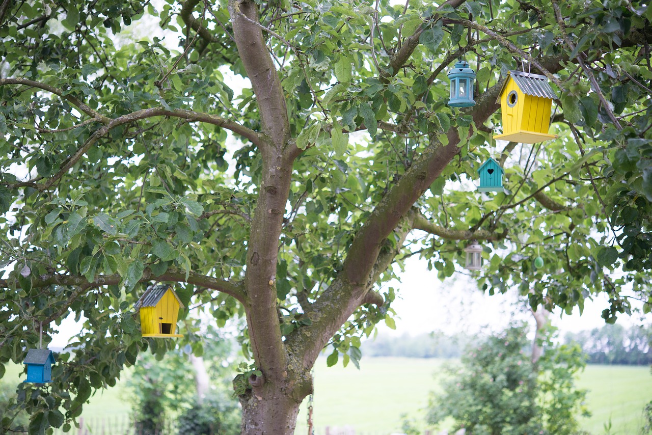 Image - bird houses bird tree apple tree