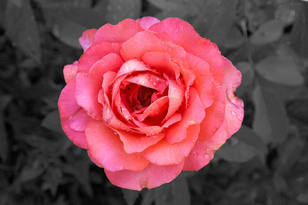 Image - rose close blossom bloom pink