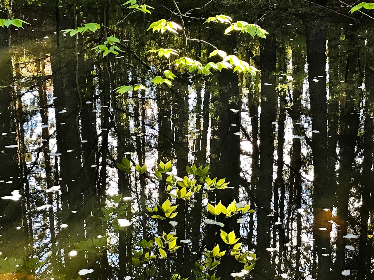 Image - reflection leaves water stream