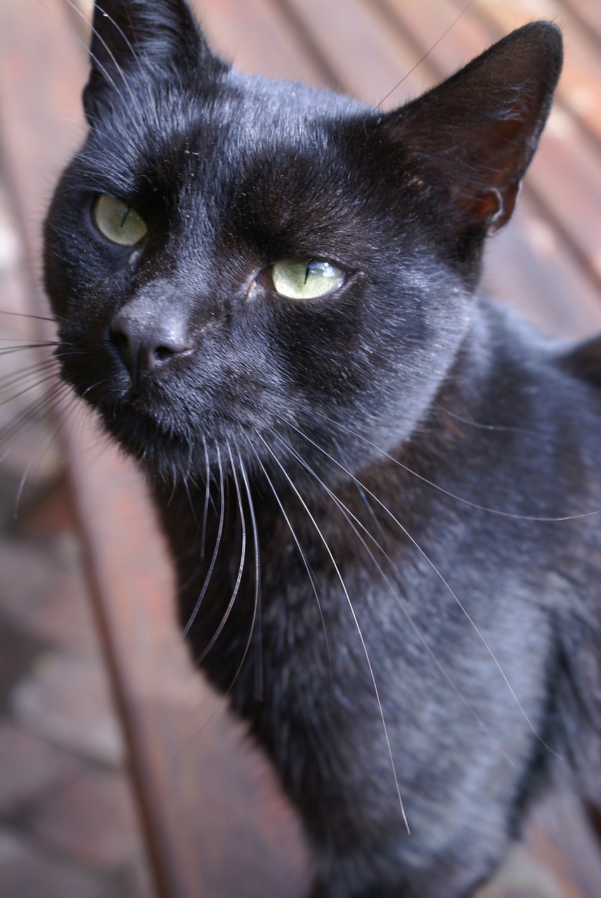 Image - cat animal a normal cat animals