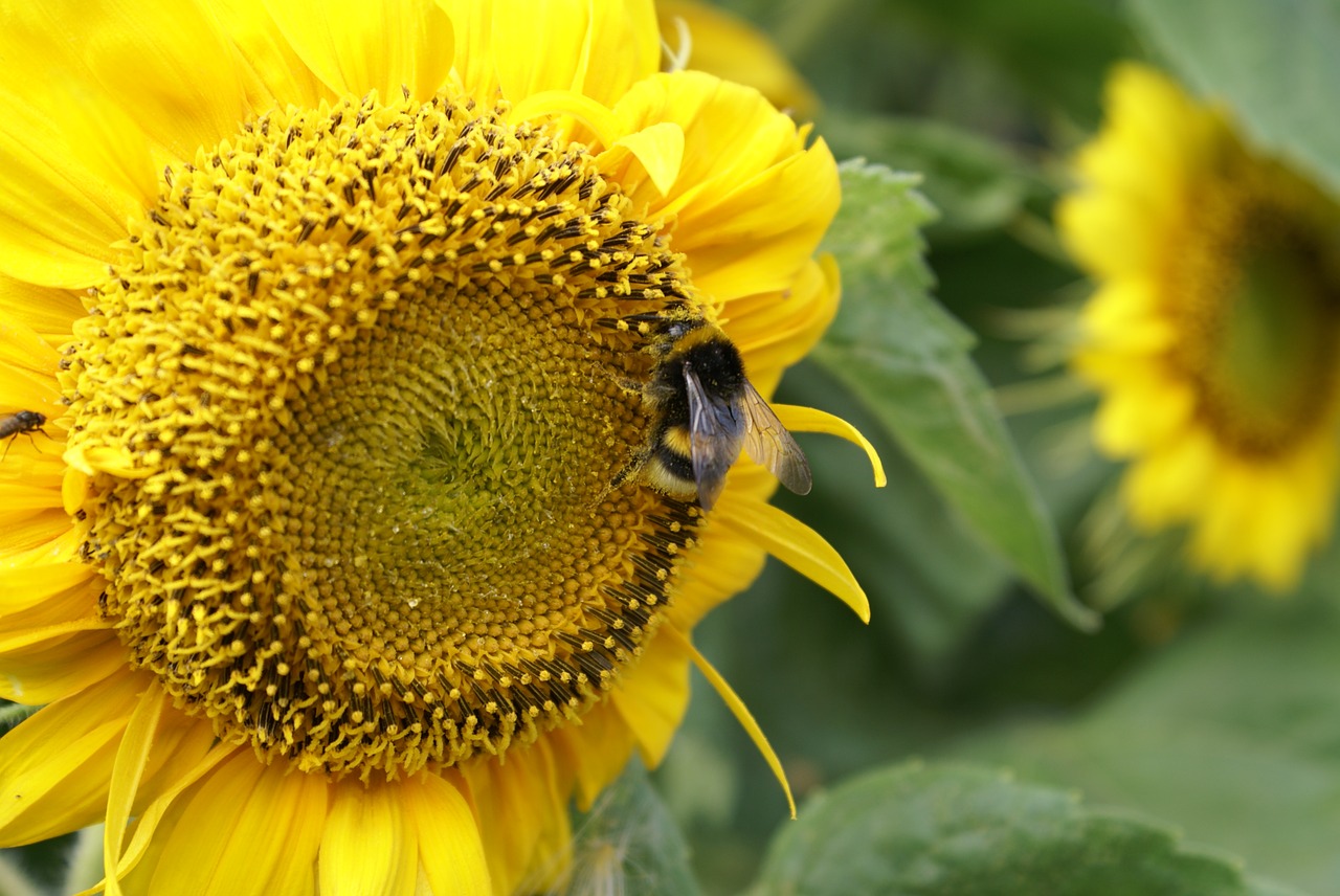 Image - flowers summer plant nature flower