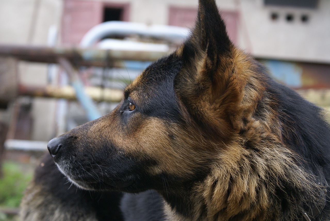 Image - dog look sheep dog the head of the