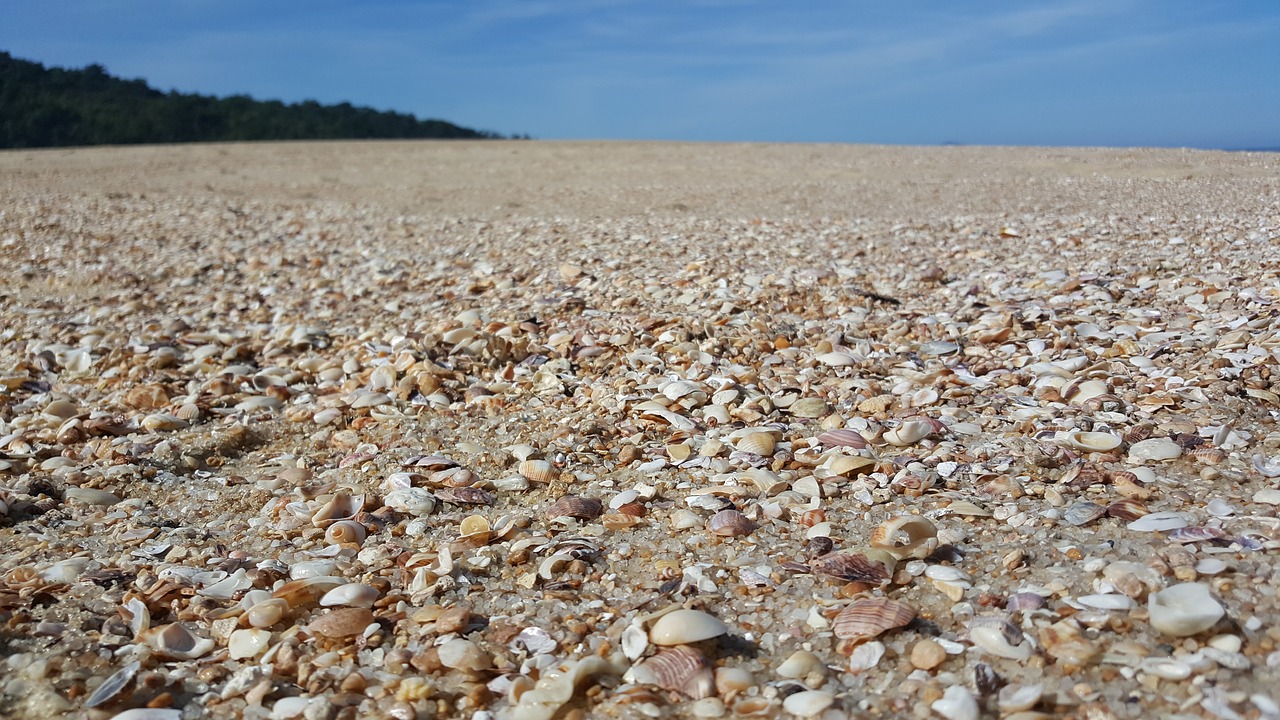 Image - beach shells sky blue mar hill