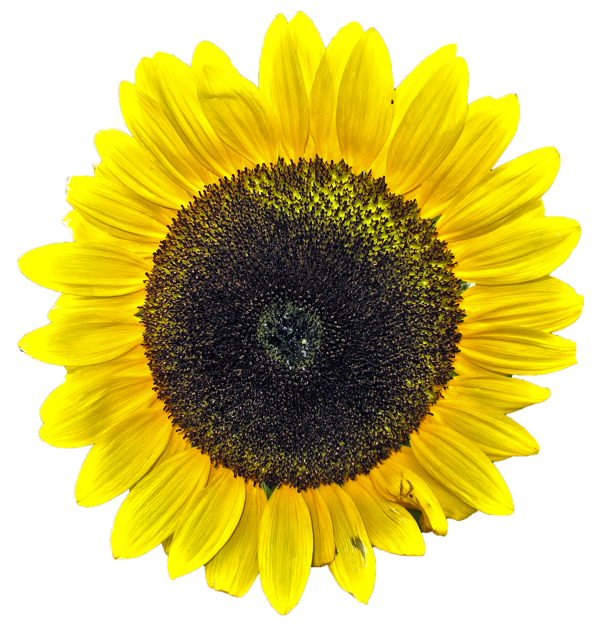 Image - sun flower isolated yellow flower