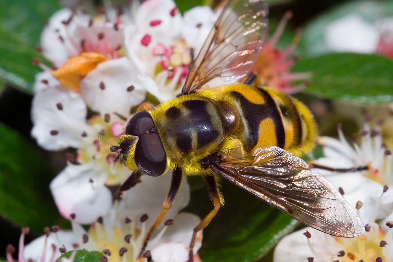 Image - episyrphus balteatus macro close