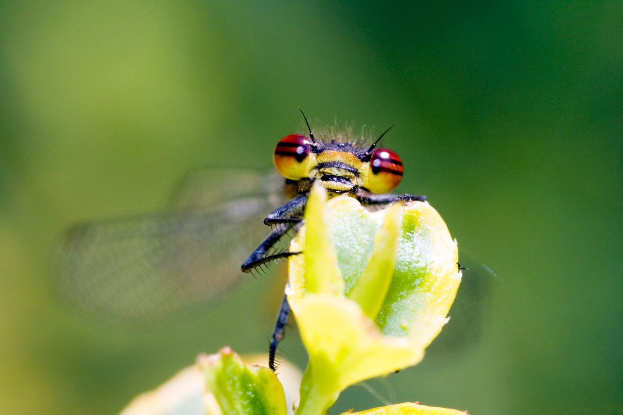 Image - small dragonfly water maid zygoptera