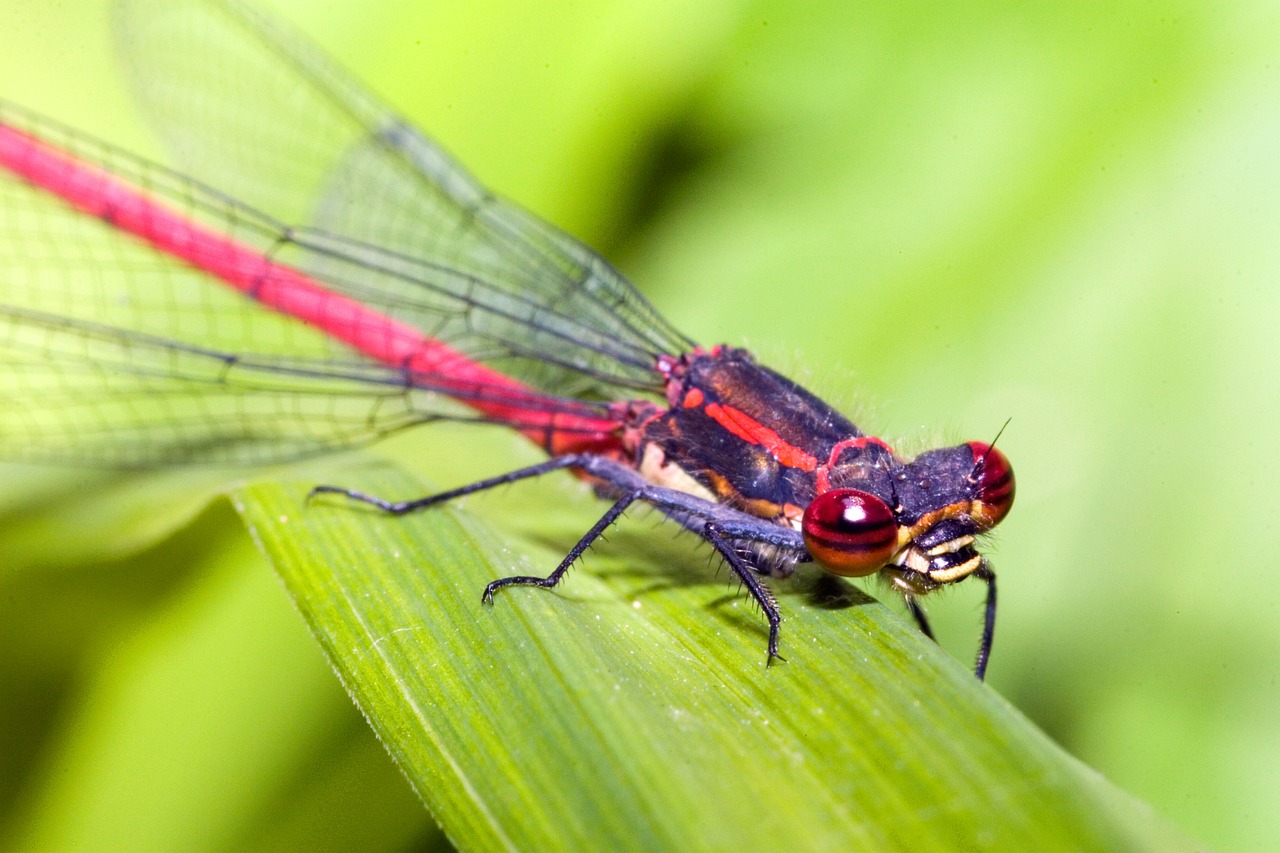 Image - zygoptera water maid small dragonfly