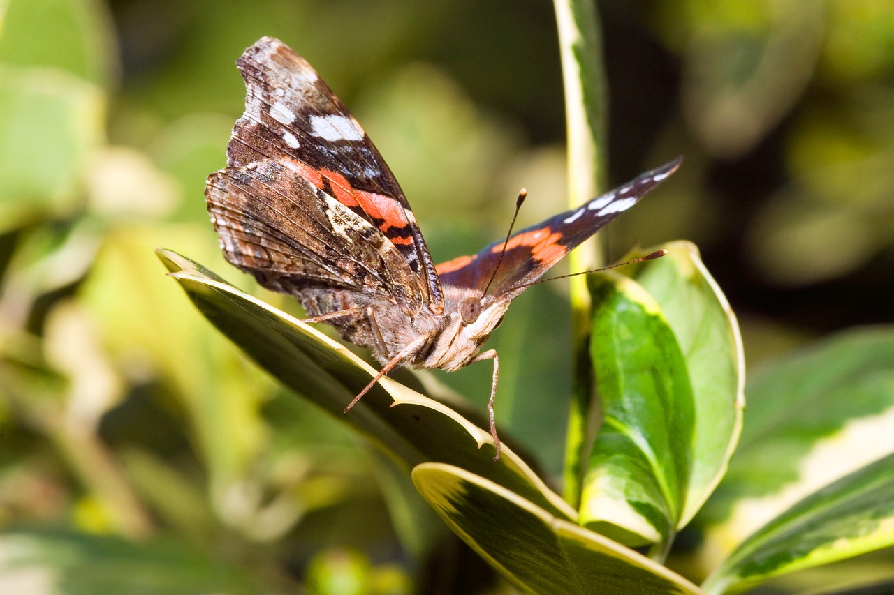 Image - butterfly admiral vanessa atalanta