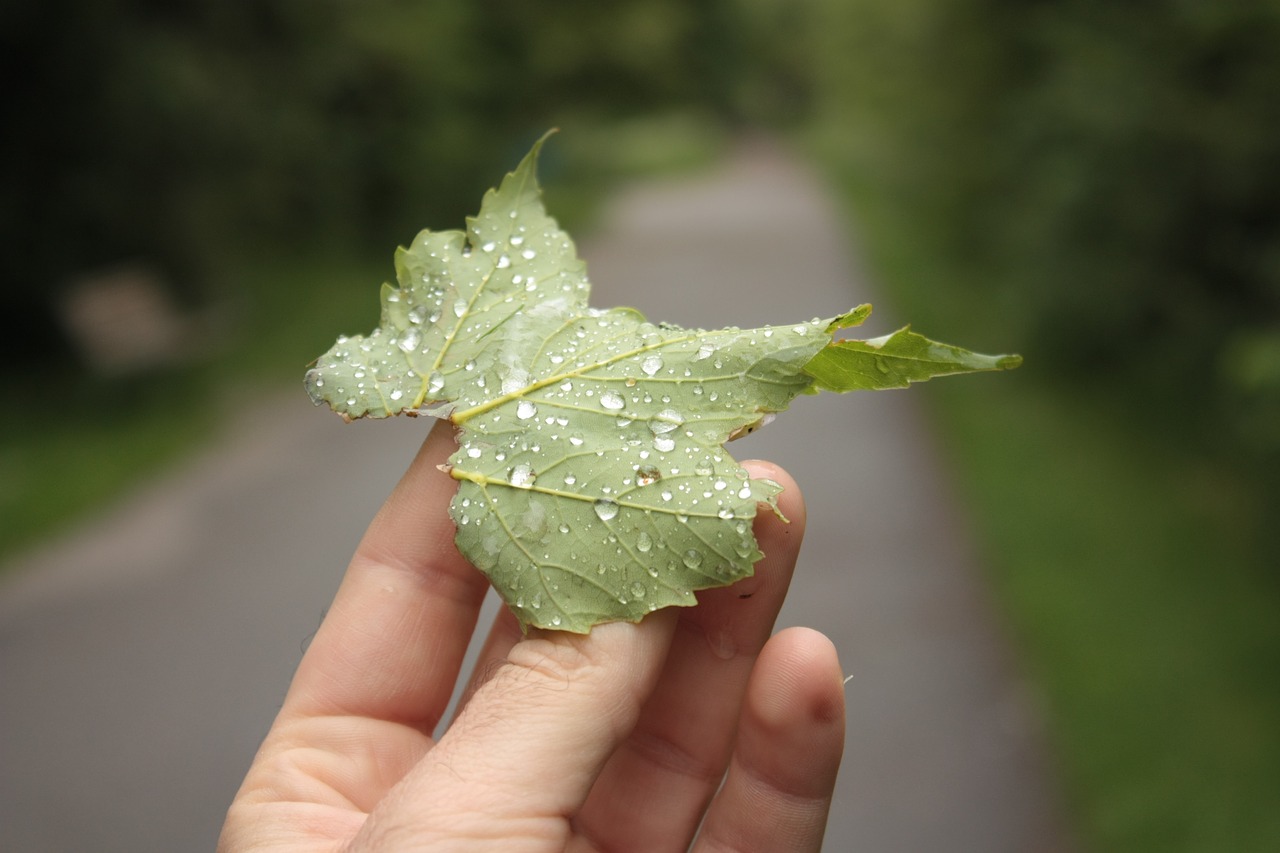 Image - leaf raindrop dew hand nature