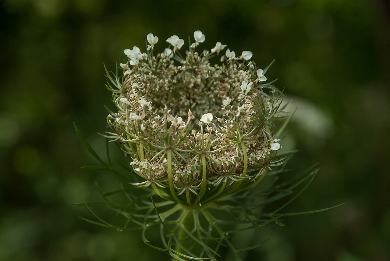 Image - plant wild flower wild carrot