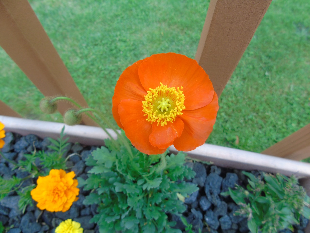 Image - poppy flower orange green nature