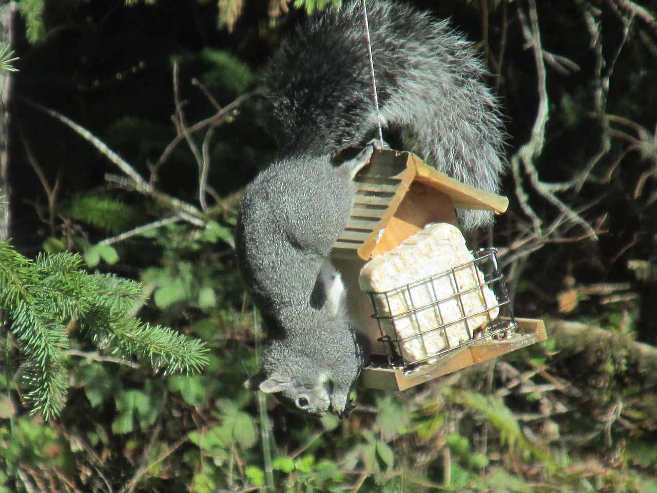 Image - squirrel ingenious problem solving