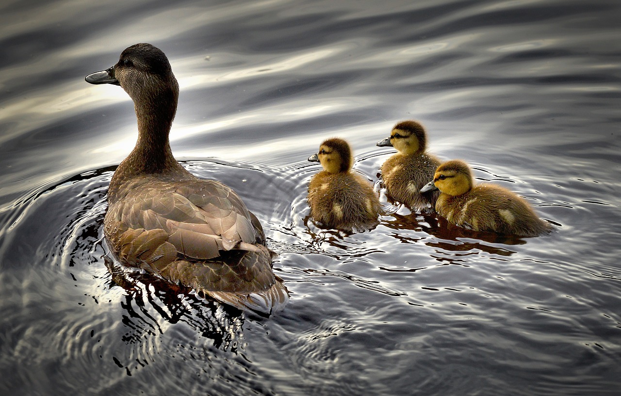 Image - black ducks ducklings bird water