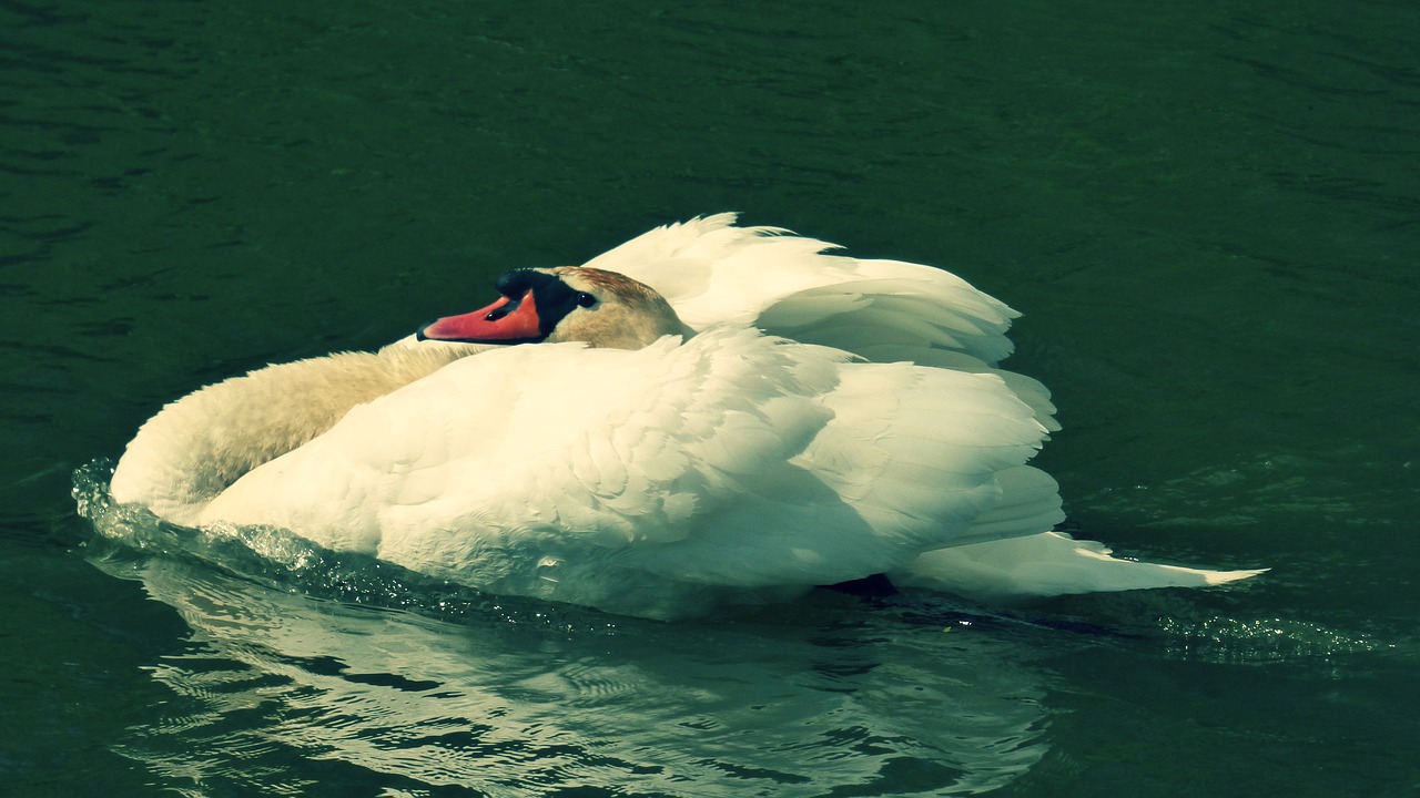 Image - labut aqueous bird