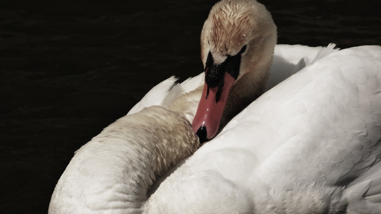 Image - labut aqueous bird