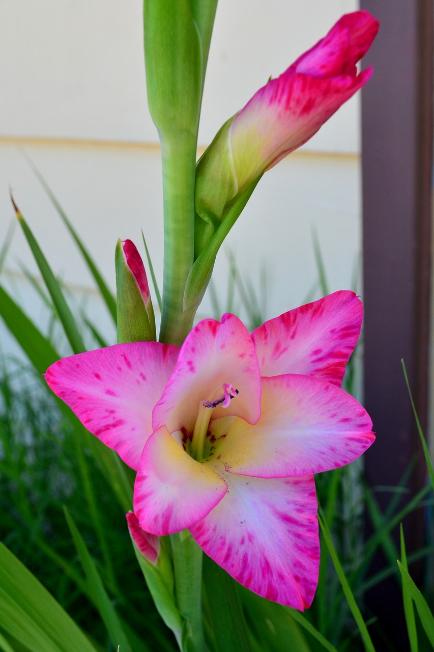 Image - flower gladiolus pink garden