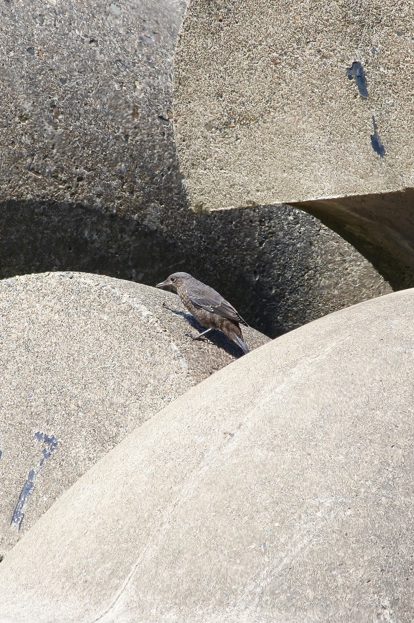 Image - animal sea beach wave off block