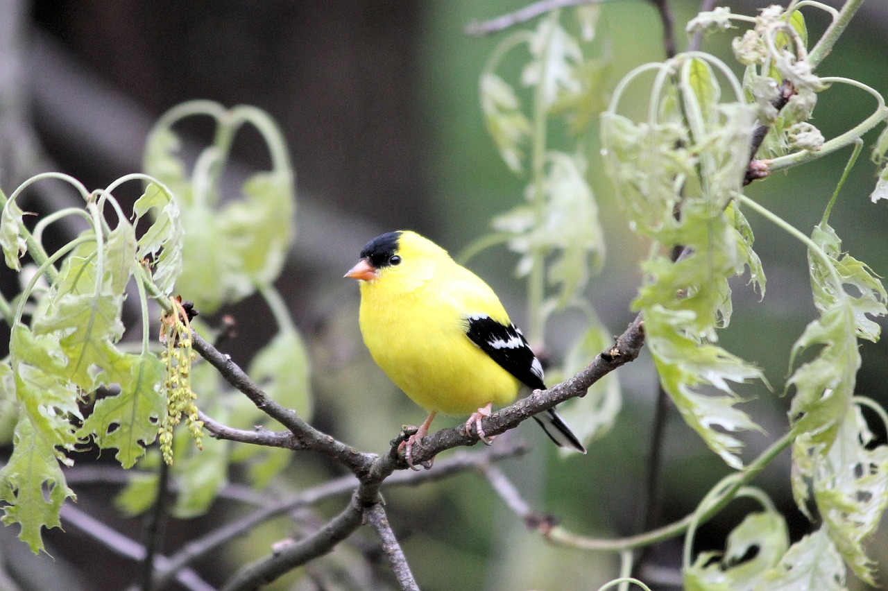 Image - bird goldfinch avian wild finch