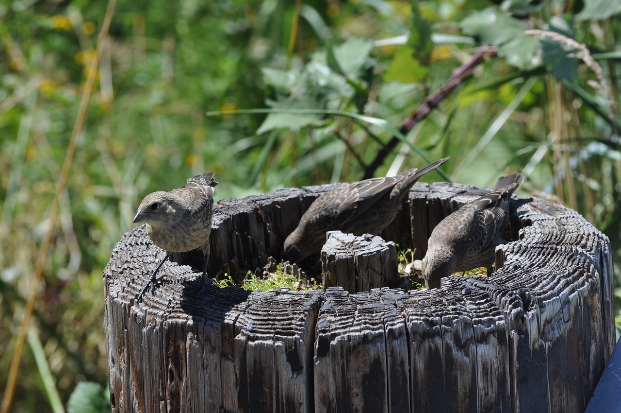 Image - birds nature log wild wildlife