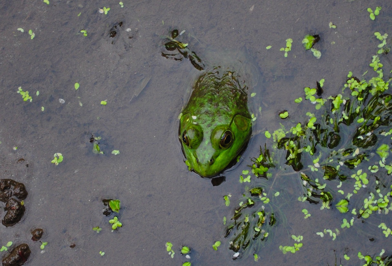 Image - frog pond spring green amphibian