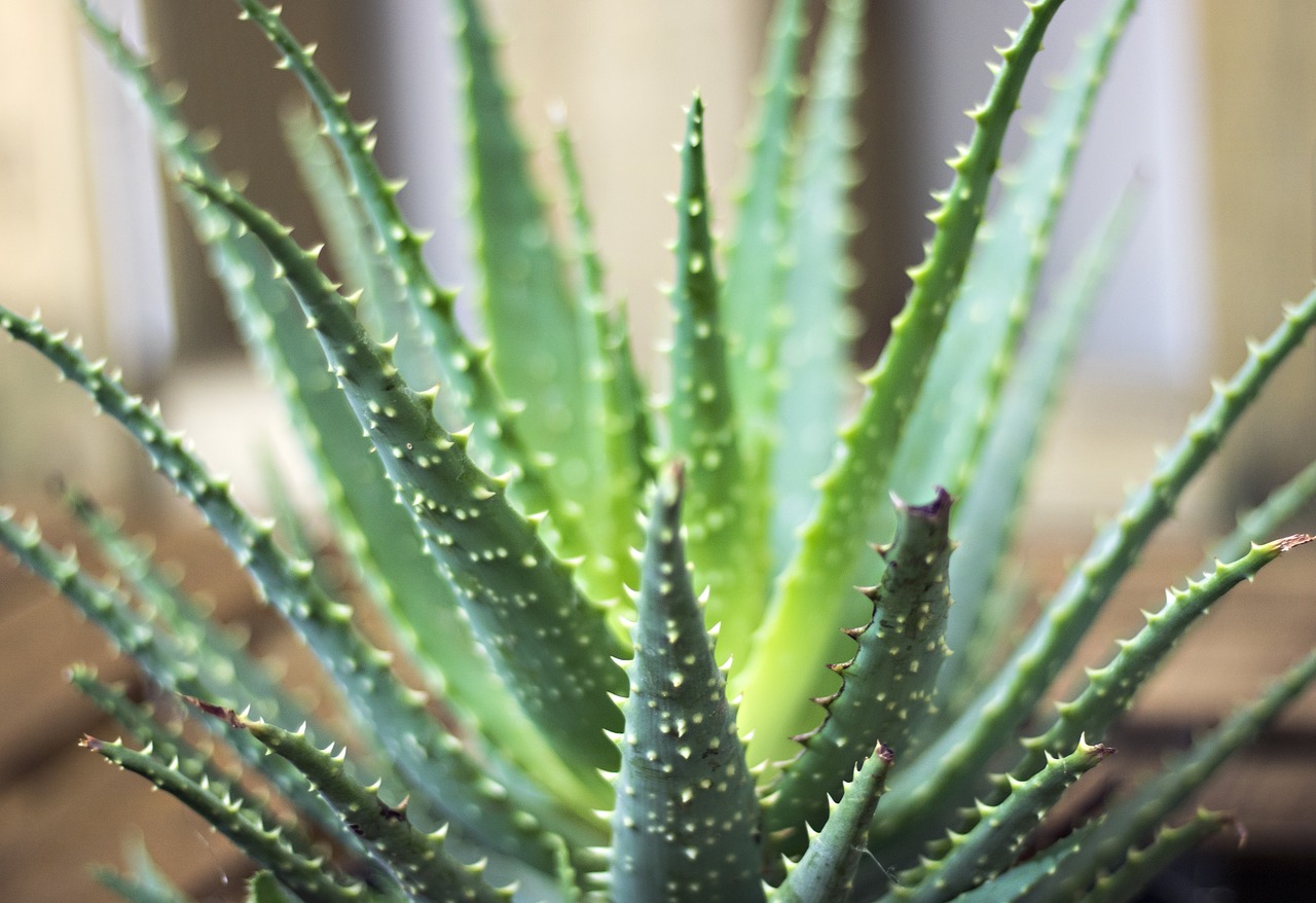 Image - plant green cactus nature leaf