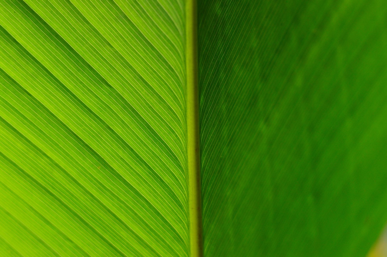 Image - detail approach leaf green plant