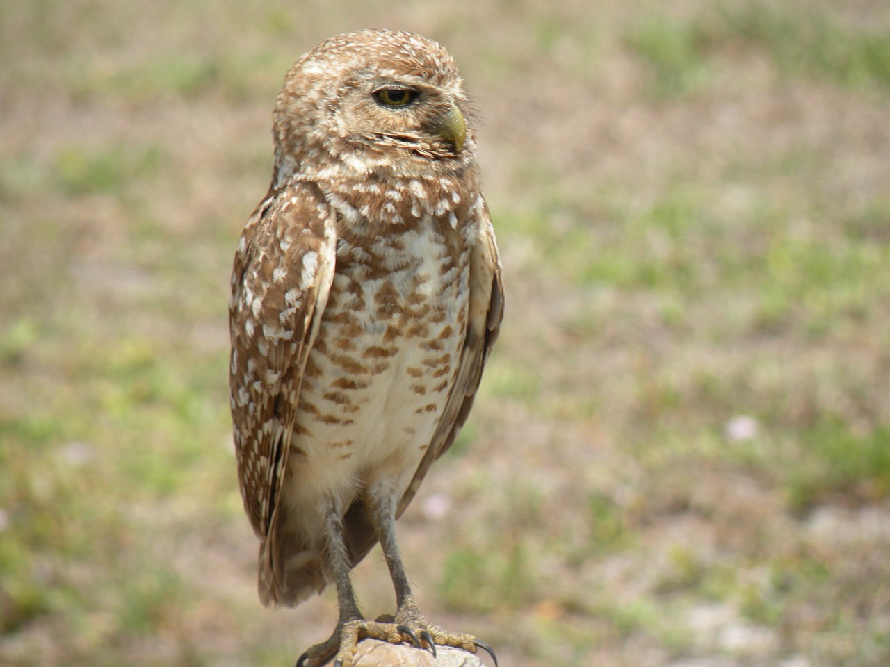 Image - burrowing owl bird nature avian