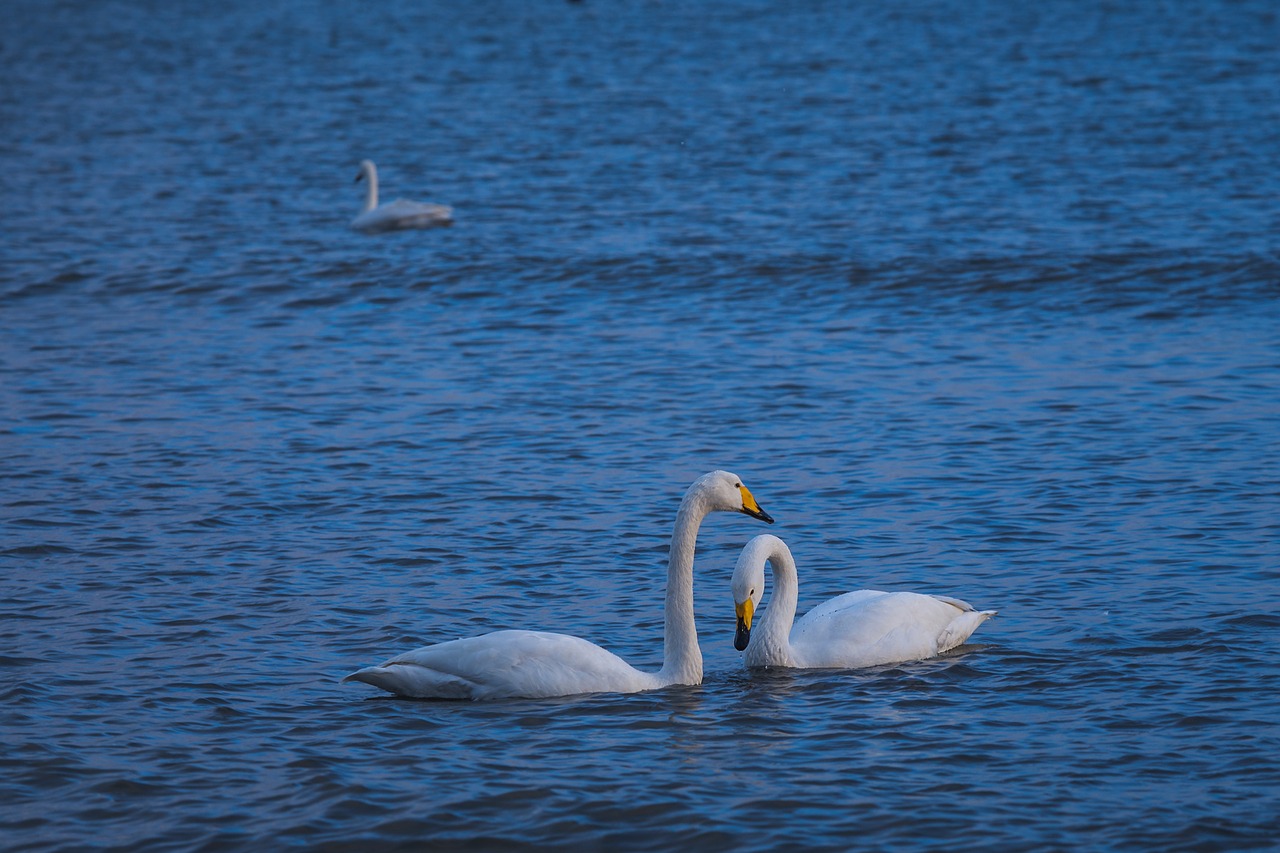 Image - swan lake in love