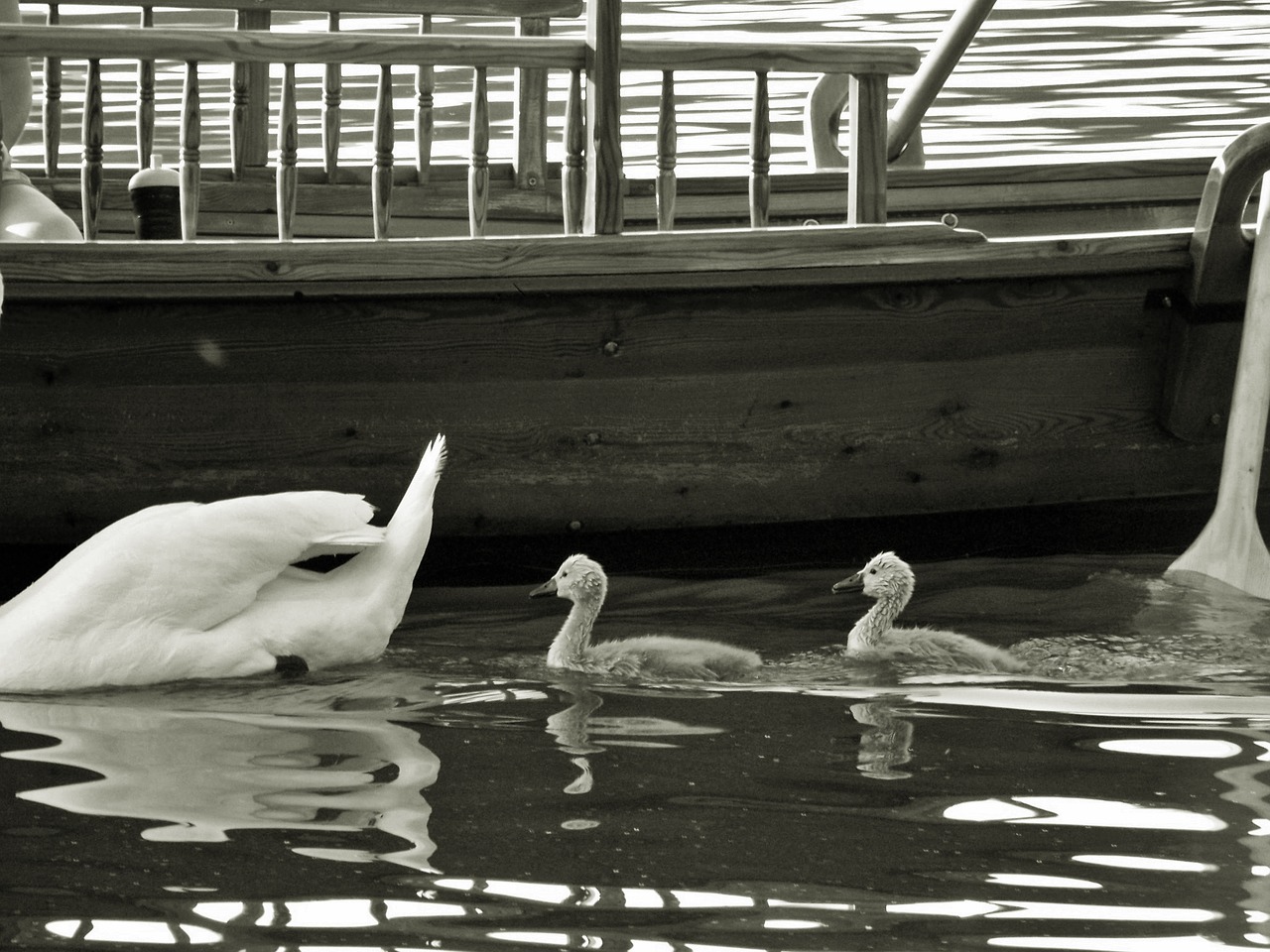 Image - animal swans boy lake bled