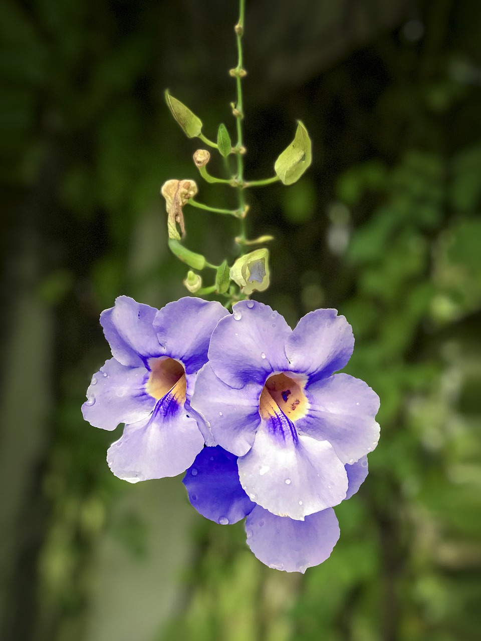 Image - thunbergia grandiflora