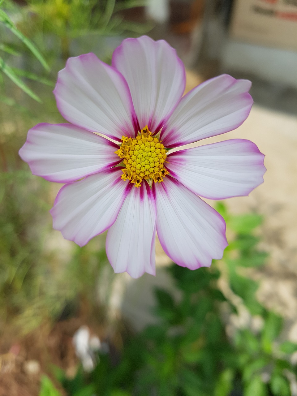 Image - cosmos autumn petal