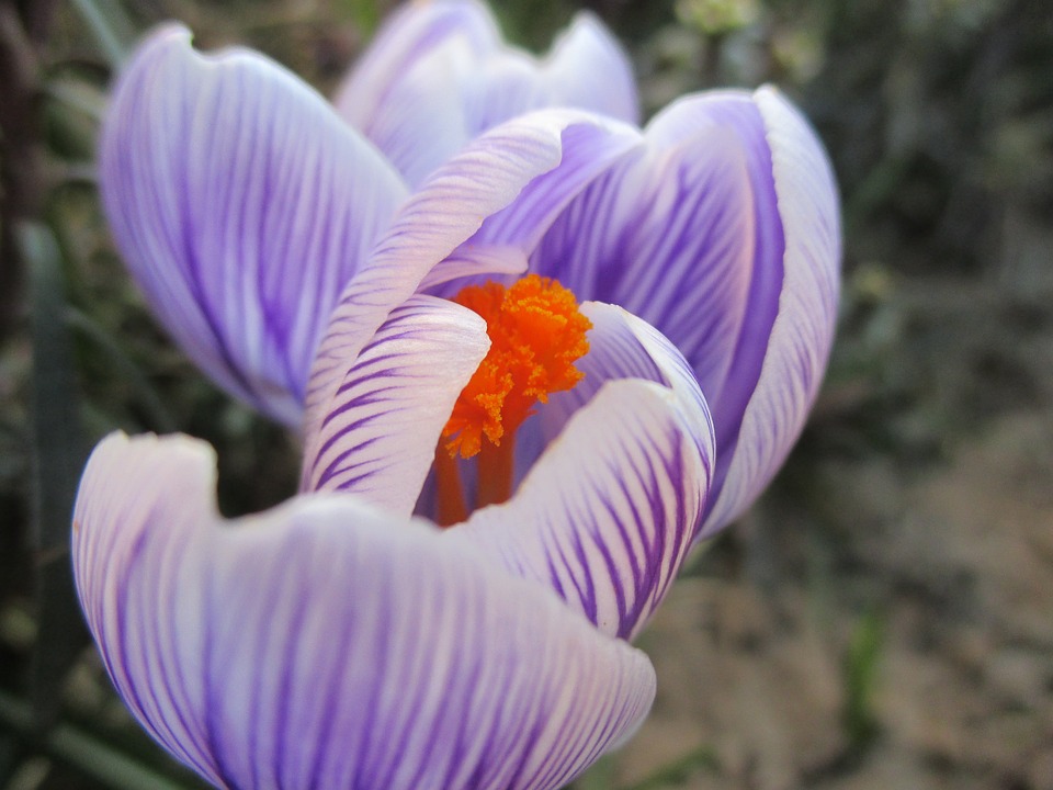 Image - flower spring garden spring flowers