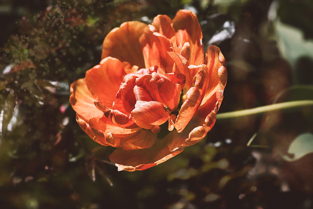 Image - tulip flower orange blossom bloom